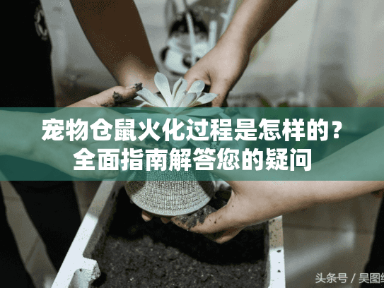 宠物仓鼠火化过程是怎样的？全面指南解答您的疑问