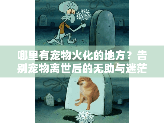 哪里有宠物火化的地方？告别宠物离世后的无助与迷茫