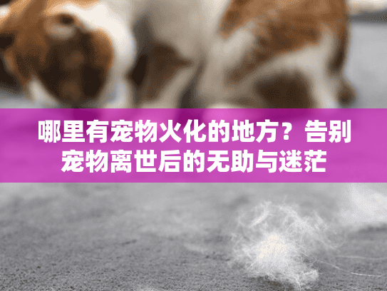 哪里有宠物火化的地方？告别宠物离世后的无助与迷茫