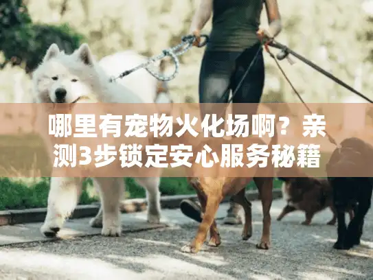 哪里有宠物火化场啊？亲测3步锁定安心服务秘籍