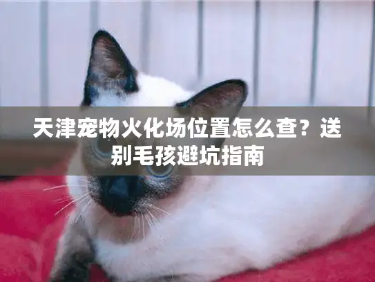 天津宠物火化场位置怎么查?送别毛孩避坑指南 天津宠物火化场位置怎么查?送别毛孩避坑指南