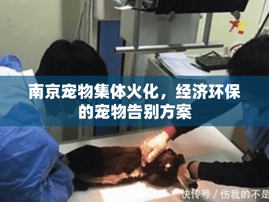 南京宠物集体火化，经济环保的宠物告别方案
