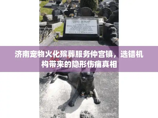 济南宠物火化殡葬服务仲宫镇，选错机构带来的隐形伤痛真相