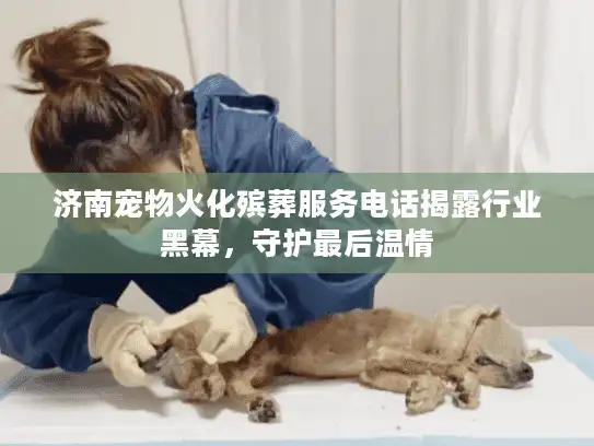 济南宠物火化殡葬服务电话揭露行业黑幕，守护最后温情