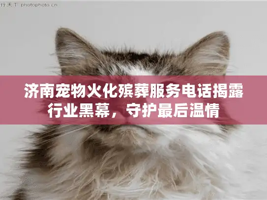 济南宠物火化殡葬服务电话揭露行业黑幕，守护最后温情