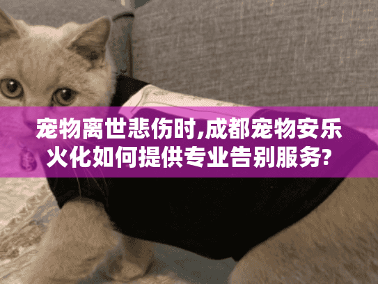 宠物离世悲伤时,成都宠物安乐火化如何提供专业告别服务?