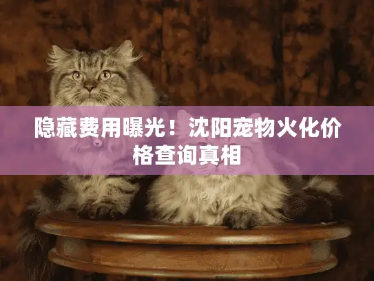 隐藏费用曝光！沈阳宠物火化价格查询真相