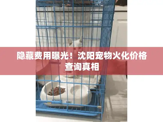 隐藏费用曝光！沈阳宠物火化价格查询真相
