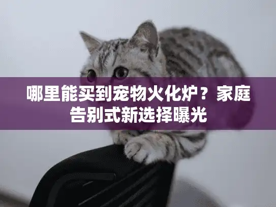 哪里能买到宠物火化炉？家庭告别式新选择曝光