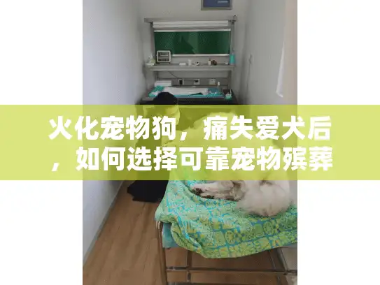 火化宠物狗，痛失爱犬后，如何选择可靠宠物殡葬服务？