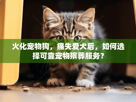火化宠物狗，痛失爱犬后，如何选择可靠宠物殡葬服务？