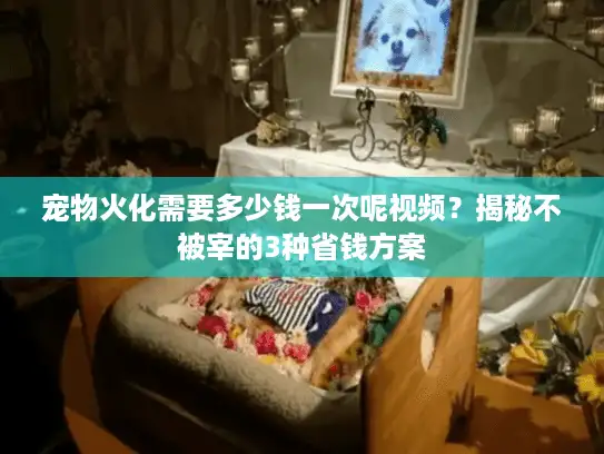 宠物火化需要多少钱一次呢视频？揭秘不被宰的3种省钱方案