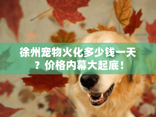 徐州宠物火化多少钱一天？价格内幕大起底！