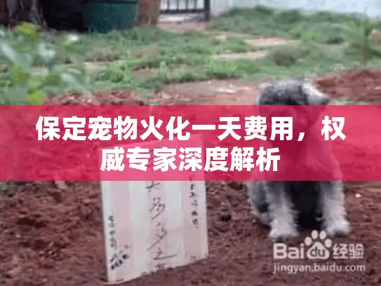 保定宠物火化一天费用，权威专家深度解析