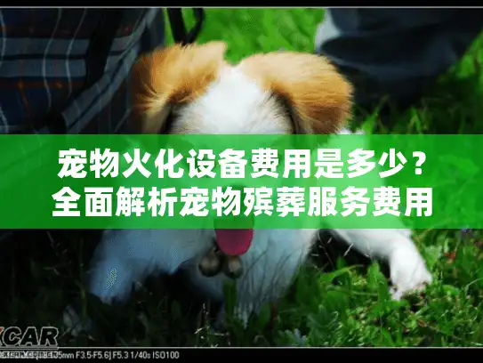 宠物火化设备费用是多少?全面解析宠物殡葬服务费用分析 宠物火化设备费用是多少?全面解析宠物殡葬服务费用分析