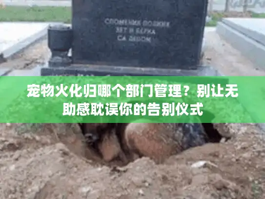 宠物火化归哪个部门管理?别让无助感耽误你的告别仪式 宠物火化归哪个部门管理?别让无助感耽误你的告别仪式