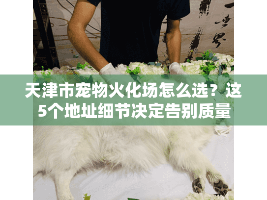 天津市宠物火化场怎么选?这5个地址细节决定告别质量 天津市宠物火化场怎么选?这5个地址细节决定告别质量