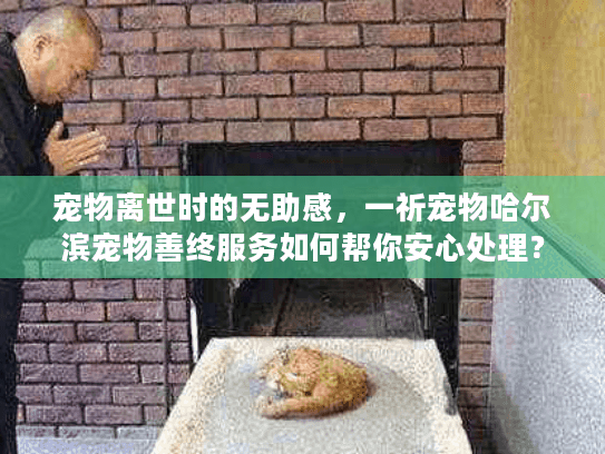 宠物离世时的无助感,一祈宠物哈尔滨宠物善终服务如何帮你安心处理? 宠物离世时的无助感,一祈宠物哈尔滨宠物善终服务如何帮你安心处理?