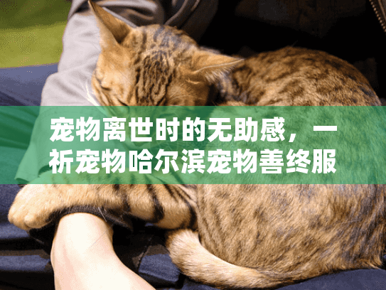 宠物离世时的无助感,一祈宠物哈尔滨宠物善终服务如何帮你安心处理? 宠物离世时的无助感,一祈宠物哈尔滨宠物善终服务如何帮你安心处理?