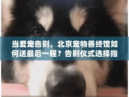 当爱宠告别,北京宠物善终馆如何送最后一程?告别仪式选择指南 当爱宠告别,北京宠物善终馆如何送最后一程?告别仪式选择指南