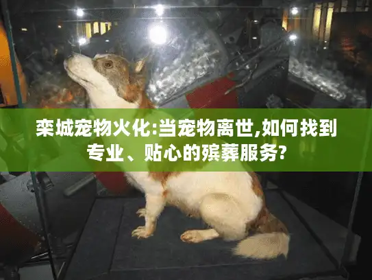 栾城宠物火化:当宠物离世,如何找到专业、贴心的殡葬服务?