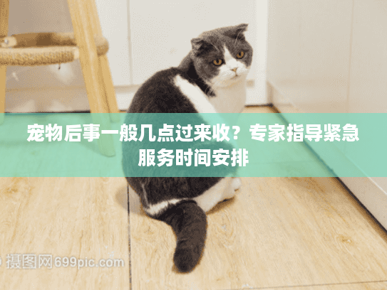 宠物后事一般几点过来收？专家指导紧急服务时间安排