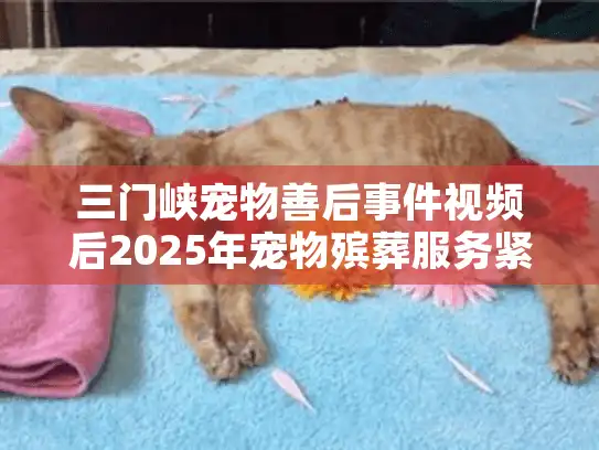 三门峡宠物善后事件视频后2025年宠物殡葬服务紧急避坑行动