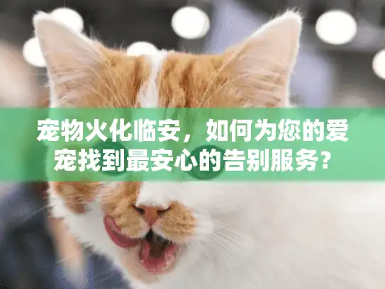 宠物火化临安，如何为您的爱宠找到最安心的告别服务？