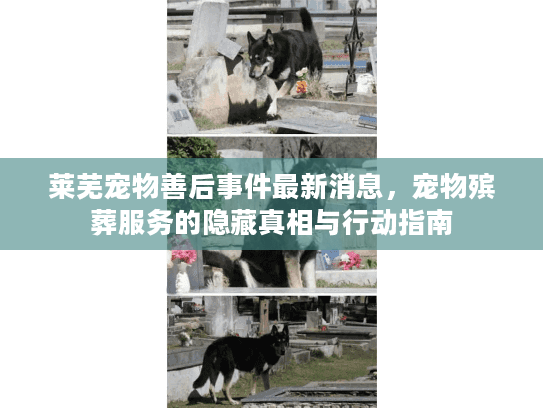 莱芜宠物善后事件最新消息，宠物殡葬服务的隐藏真相与行动指南