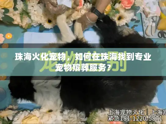 珠海火化宠物，如何在珠海找到专业宠物殡葬服务？