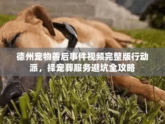 德州宠物善后事件视频完整版行动派,择宠葬服务避坑全攻略 德州宠物善后事件视频完整版行动派,择宠葬服务避坑全攻略