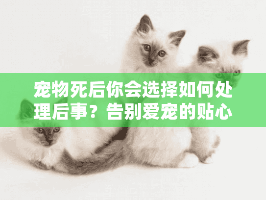 宠物死后你会选择如何处理后事？告别爱宠的贴心之选