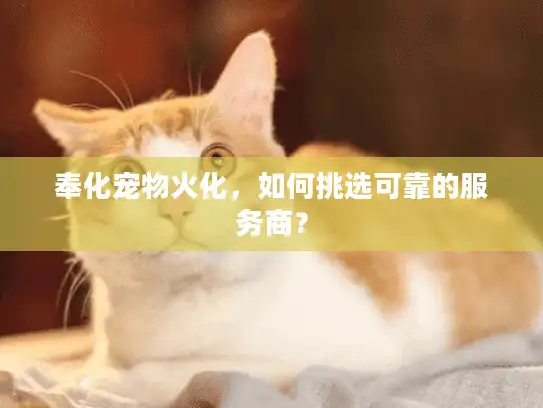 奉化宠物火化，如何挑选可靠的服务商？