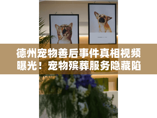 德州宠物善后事件真相视频曝光！宠物殡葬服务隐藏陷阱解密