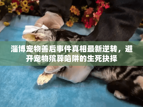 淄博宠物善后事件真相最新逆转，避开宠物殡葬陷阱的生死抉择