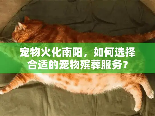 宠物火化南阳，如何选择合适的宠物殡葬服务？