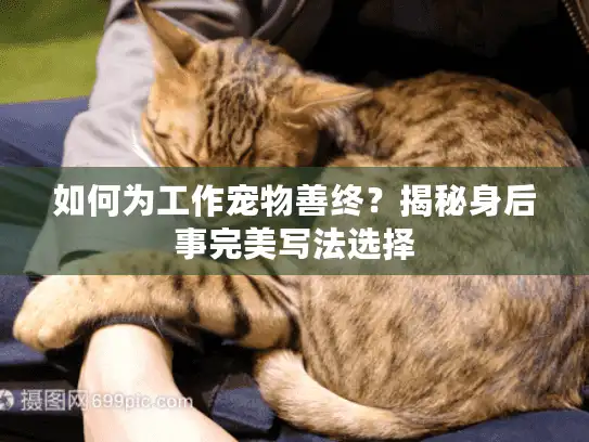 如何为工作宠物善终？揭秘身后事完美写法选择