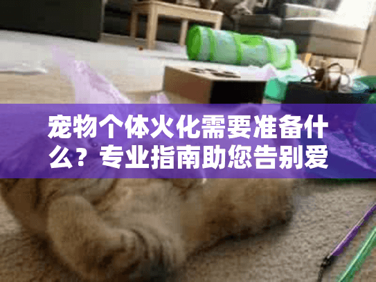 宠物个体火化需要准备什么？专业指南助您告别爱宠