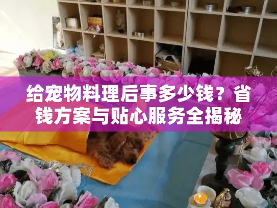 给宠物料理后事多少钱？省钱方案与贴心服务全揭秘