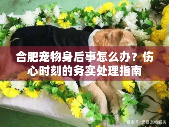 合肥宠物身后事怎么办？伤心时刻的务实处理指南