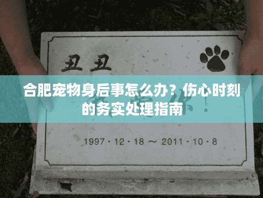 合肥宠物身后事怎么办？伤心时刻的务实处理指南