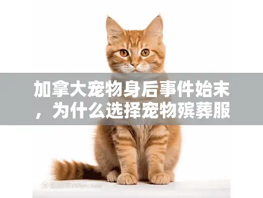 加拿大宠物身后事件始末，为什么选择宠物殡葬服务这么难？