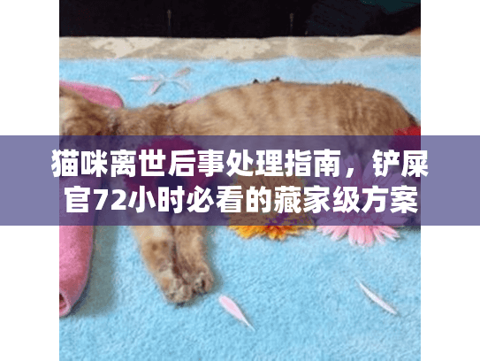 猫咪离世后事处理指南，铲屎官72小时必看的藏家级方案