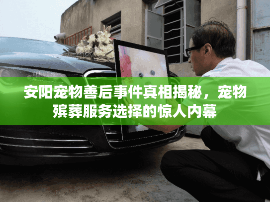 安阳宠物善后事件真相揭秘，宠物殡葬服务选择的惊人内幕