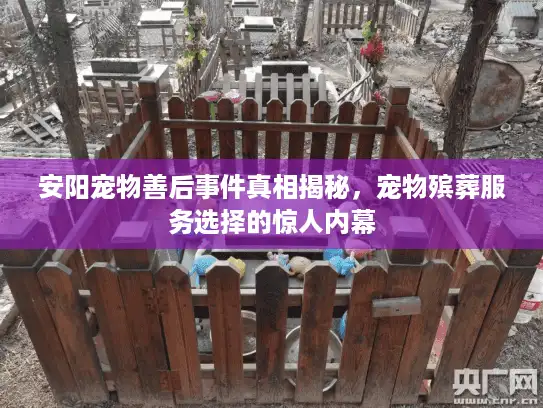 安阳宠物善后事件真相揭秘，宠物殡葬服务选择的惊人内幕