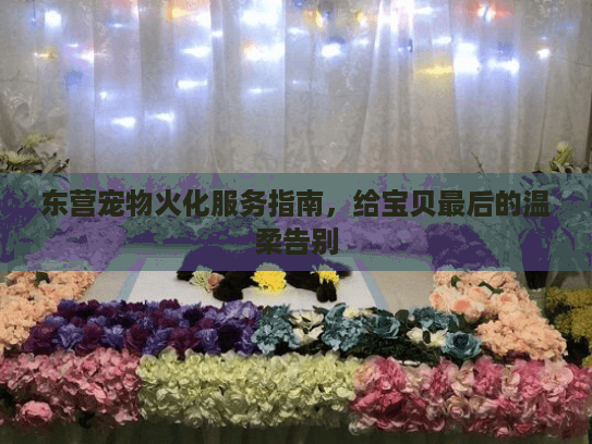 东营宠物火化服务指南，给宝贝最后的温柔告别