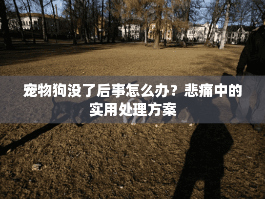 宠物狗没了后事怎么办?悲痛中的实用处理方案 宠物狗没了后事怎么办?悲痛中的实用处理方案