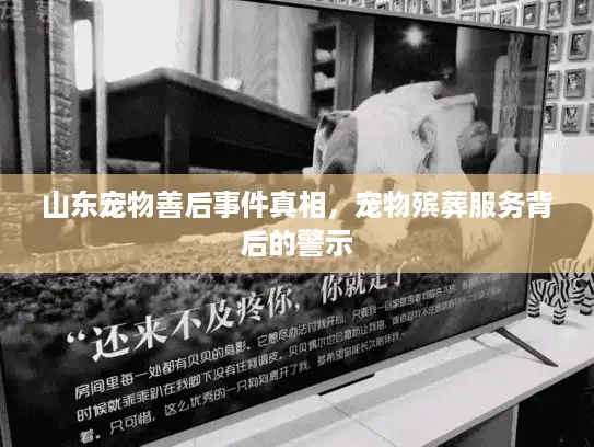 山东宠物善后事件真相，宠物殡葬服务背后的警示