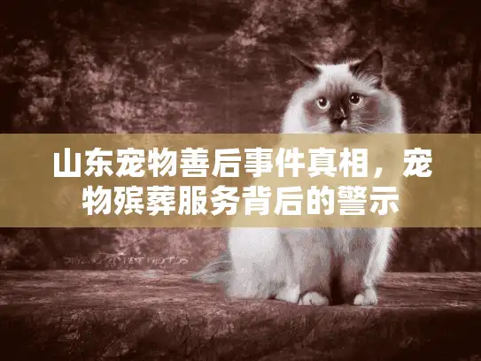 山东宠物善后事件真相，宠物殡葬服务背后的警示