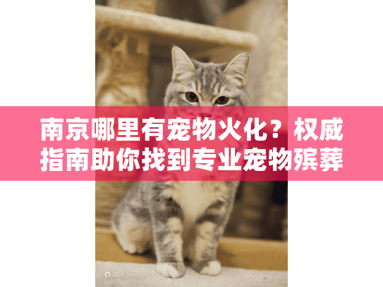 南京哪里有宠物火化？权威指南助你找到专业宠物殡葬服务